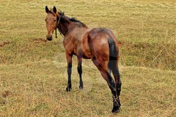 Bay horse with a chain and collar on the background of yellow-green grass