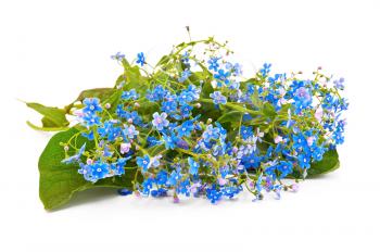 A bouquet of blue spring flowers isolated on white background