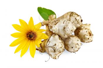 Five tubers of Jerusalem artichoke with a yellow flower isolated on white background