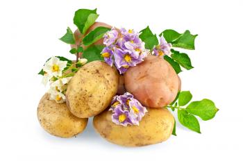 Yellow and pink tubers with white and purple flowers, green leaves isolated on white background