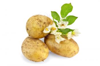 Three yellow potato tuber with a flower and green leaf isolated on white background