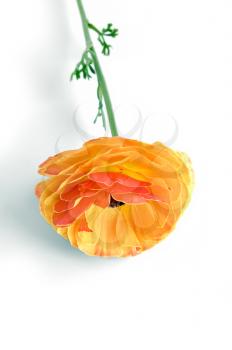 Orange flower ranunkulyusa isolated on a white background