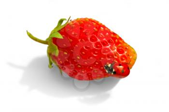 Ladybird on strawberries isolated on white background