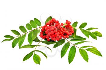 Rowan berries are red with green leaves isolated on white background