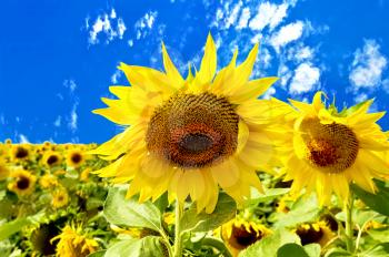 Two sunflowers on a background of field, blue sky and white clouds