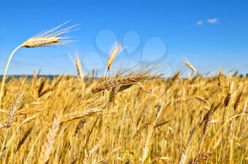 Golden ears of wheat against a blue sky