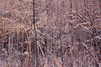 Winter forest with birch trees and bushes, snow in the rays of the setting sun