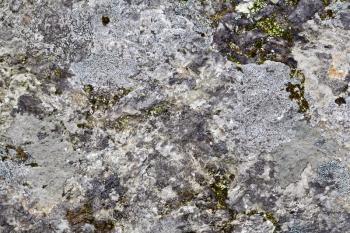The texture of natural stone gray granite interspersed with moss and grass