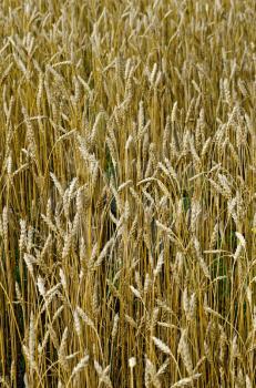 Background from ripe golden wheat ears in a wheat field