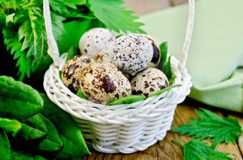 Quail eggs in a white wicker basket with nettles and sorrel, napkin against a wooden board