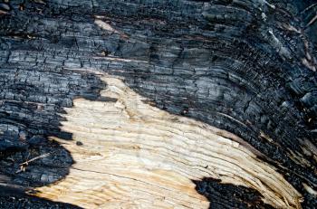 The texture of black charred wood with yellow spot