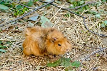 Guinea pig brown against branches and a grass