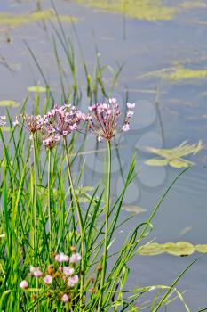 Butomus umbellatus flowers on a background of water and grass