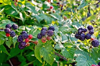 Bunches of blackberries on green leaves background