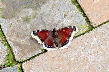 Brown butterfly on a background track from bricks