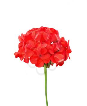 Red geranium inflorescence isolated on white background