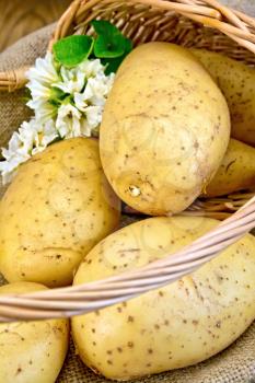 Yellow potato tubers with a flower in a wicker basket with burlap on the background of wooden boards