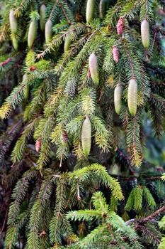 Green fir twig with a multiple cones