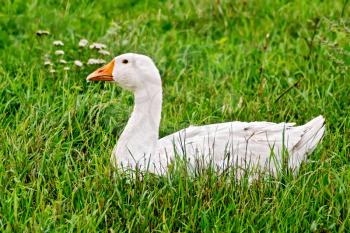 White goose sitting in the green grass