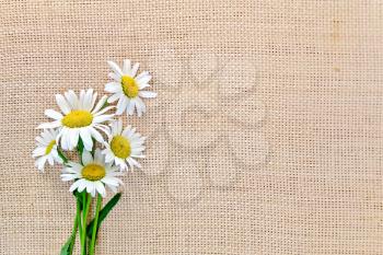 Bouquet of white daisies on a background of rough cloth of burlap