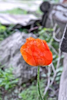 Red poppy on a background of green grass and gray soil