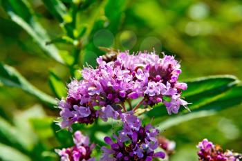 Lilac and pink flowers of oregano on a background of green grass