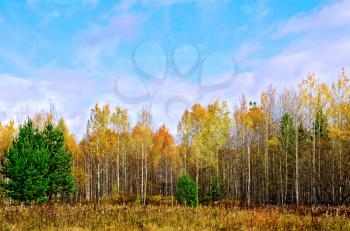 Autumn forest with yellow grass and trees with yellow leaves against the blue sky and white clouds