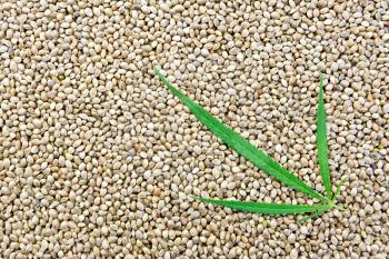 The texture of hemp seeds with a green leaf