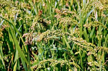 Maturing millet broom ears in a field on a background of leaves