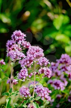 Lilac and pink flowers of oregano on a background of green grass