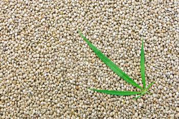 The texture of hemp seed with leaf