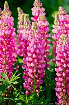 Flowers of pink lupine with green leaves