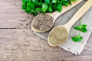 Coriander seeds and ground in two spoons on burlap, green fresh cilantro on a background of an old wooden board from above