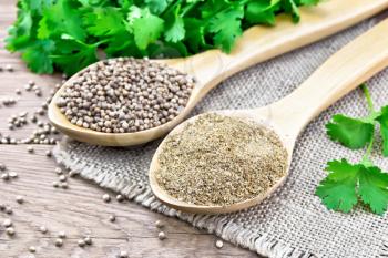 Coriander seeds and ground in two spoons on burlap, fresh cilantro on a wooden board background