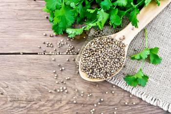 Coriander seeds in a spoon on burlap, green fresh cilantro on a wooden board background from above
