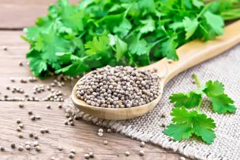 Coriander seeds in a spoon on burlap, green fresh cilantro on background of an old wooden board