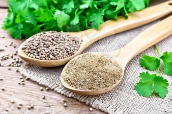 Coriander seeds and ground in two spoons on burlap, green fresh cilantro on a wooden board background