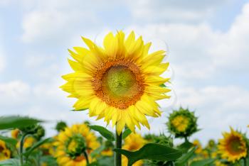 Royalty Free Photo of a Field of Flowers