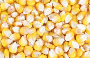 Royalty Free Photo of Corn Kernels