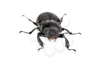 Female Lucanus cervus (stag beetle) isolated on the white background 