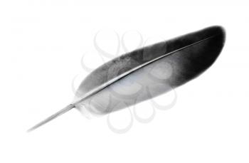 feather of a bird  isolated on  white background