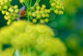 Beautiful  green - yellow  abstract background. Blur colors 