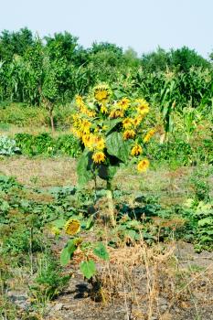 many-headed sunflowers in the garden


