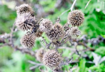 A dried up Thistle on the  green background