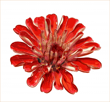 red flower isolated on the white
