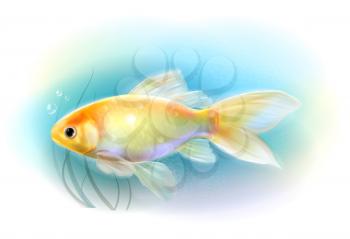 Goldfish in the sea.  Aquarium fish. Realistic  illustration