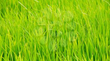 Green grass background texture straight 
