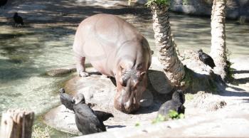 The hippopotamus is semi-aquatic, inhabiting rivers, lakes and mangrove swamps. During the day, they remain cool by staying in the water or mud. They emerge at dusk to graze on grass.