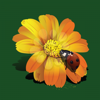 Royalty Free Clipart Image of a Ladybug on a Flower