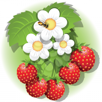 Royalty Free Clipart Image of a Strawberry Plant